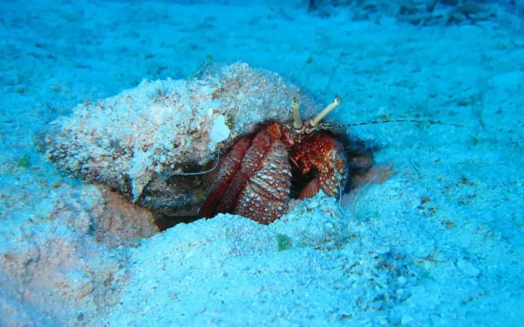 Aquatic Hermit Crabs