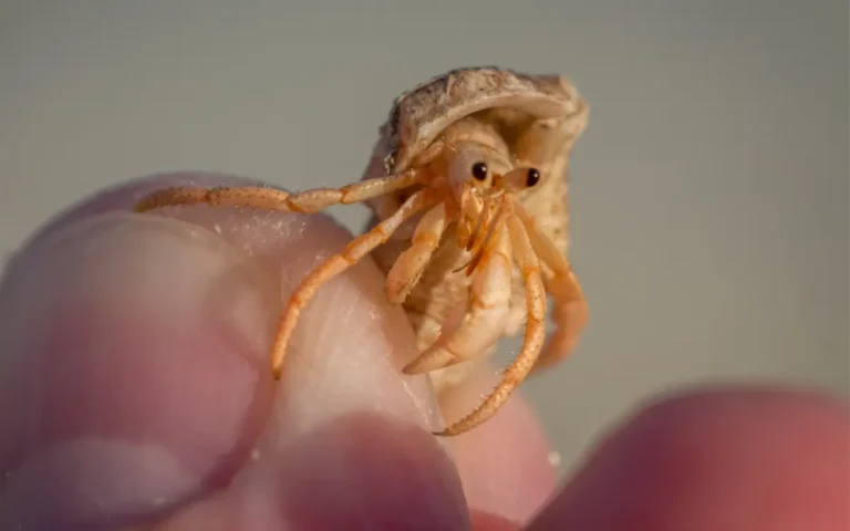 How To Take Care Of a Hermit crab (Beginner Guides)