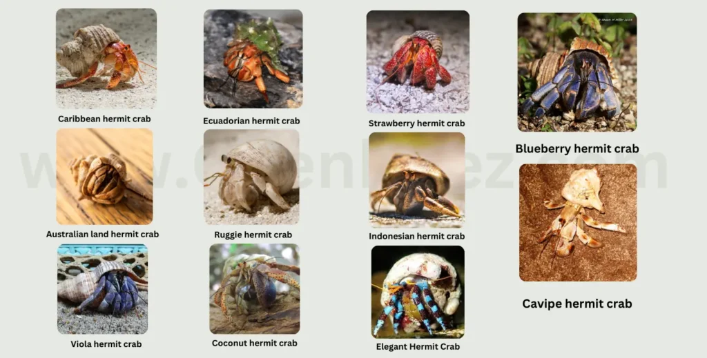 List of Popular Land Hermit Crabs