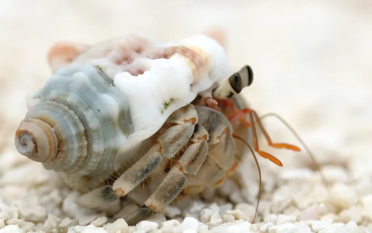Male vs Female Crab - How do you differentiate