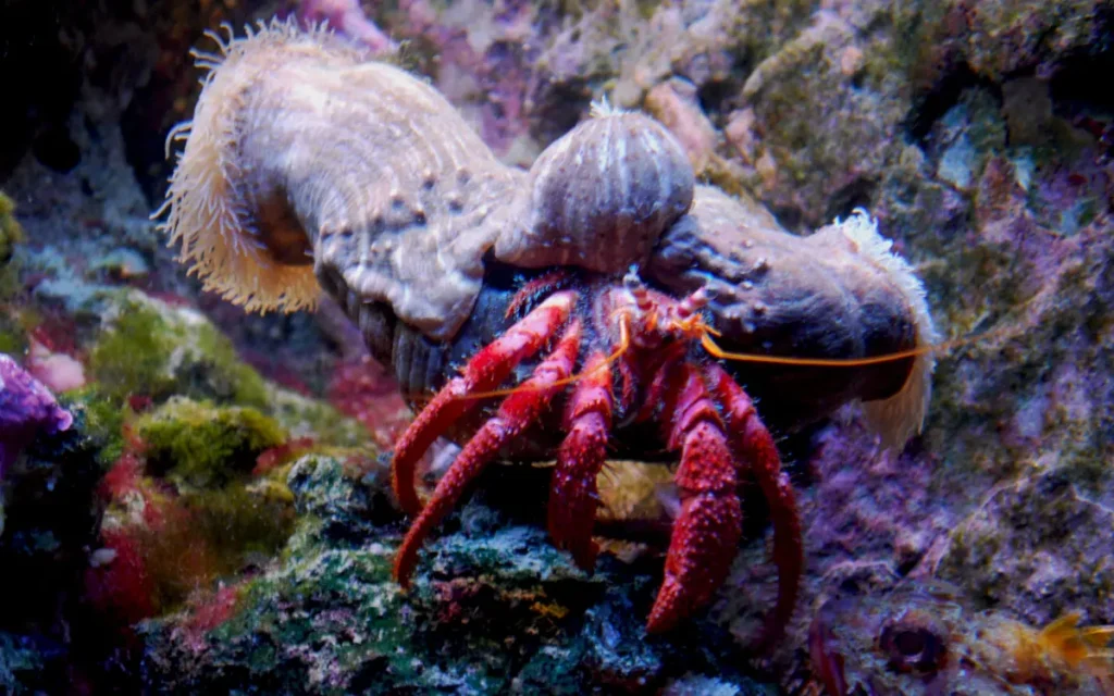 Marine Hermit Crabs