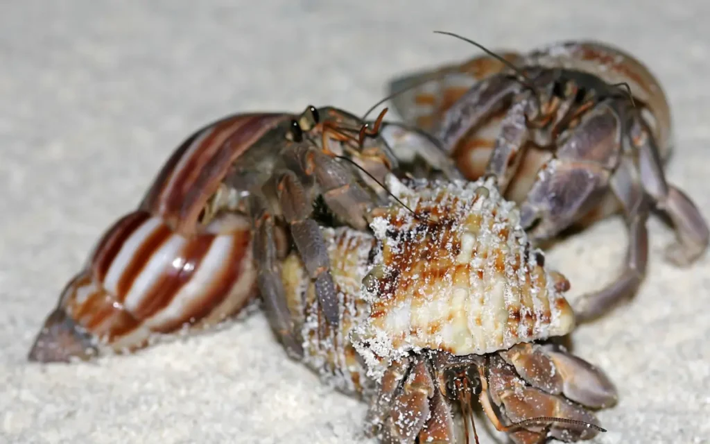 Species of Hermit Crabs