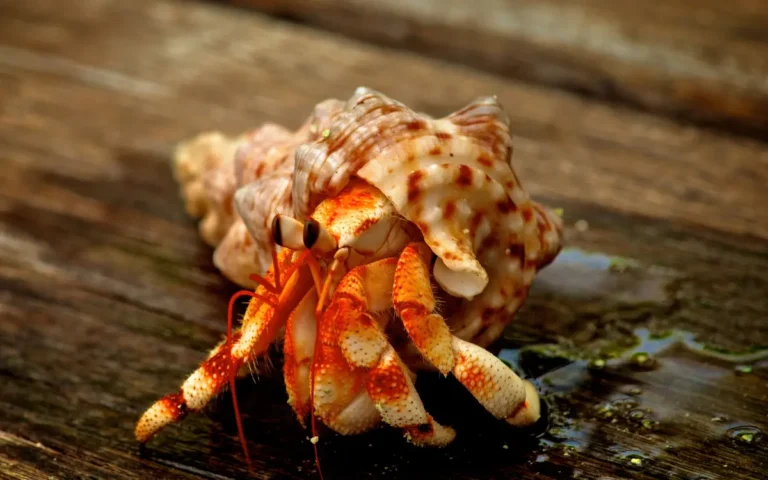 Types of Hermit Crabs – An In-Depth Guide