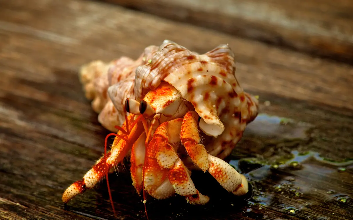 Types of Hermit Crabs - An In-Depth Guide