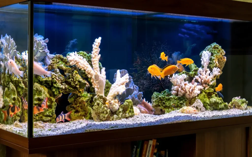 Aquarium Placement