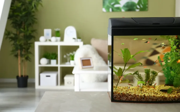 Aquarium Sizes and Shapes: Choosing the Right Tank for Your Needs