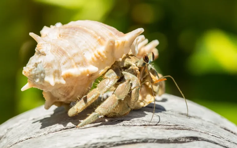 Hermit Crab food list