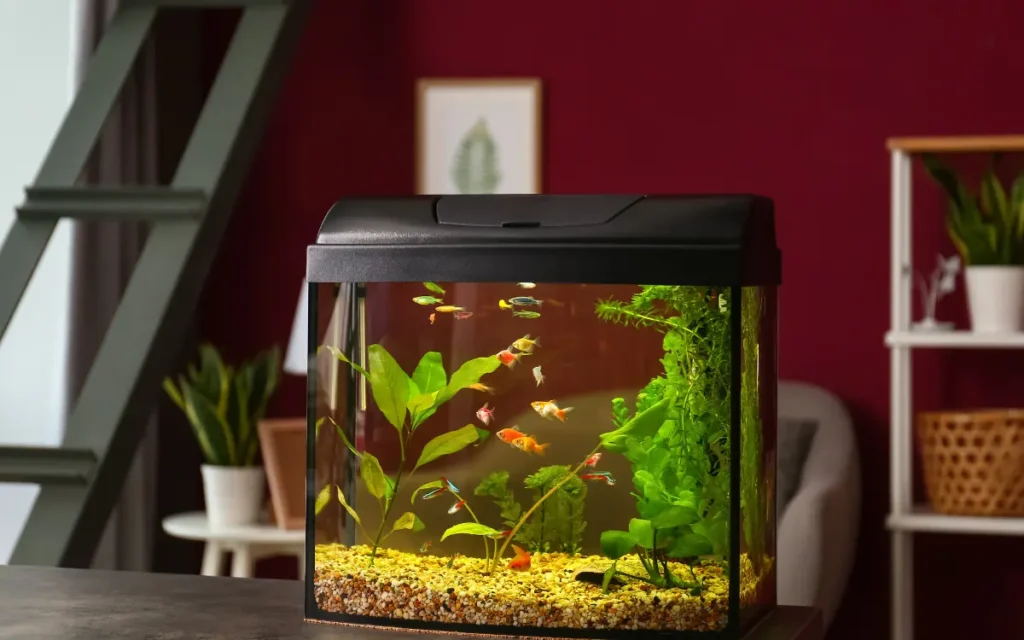 How Many Fish Can Each Fish Tank Size Hold