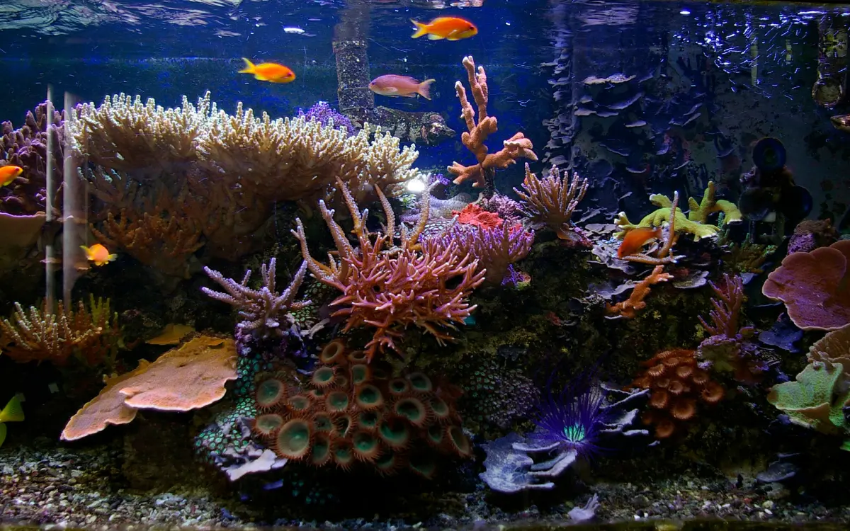 Saltwater Aquariums