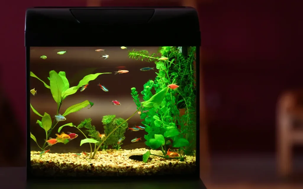 Tips for Choosing and Maintaining Your Aquarium