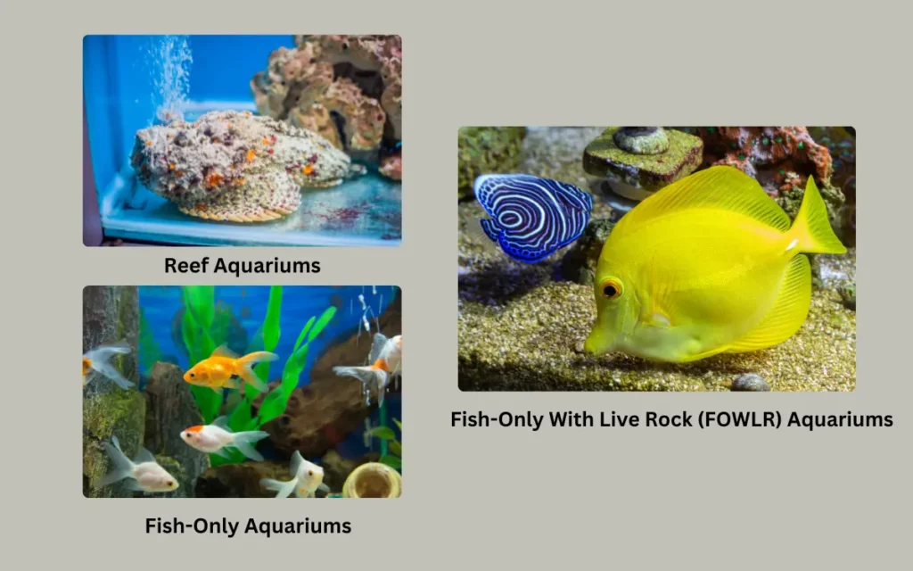 Types Of Saltwater Aquariums