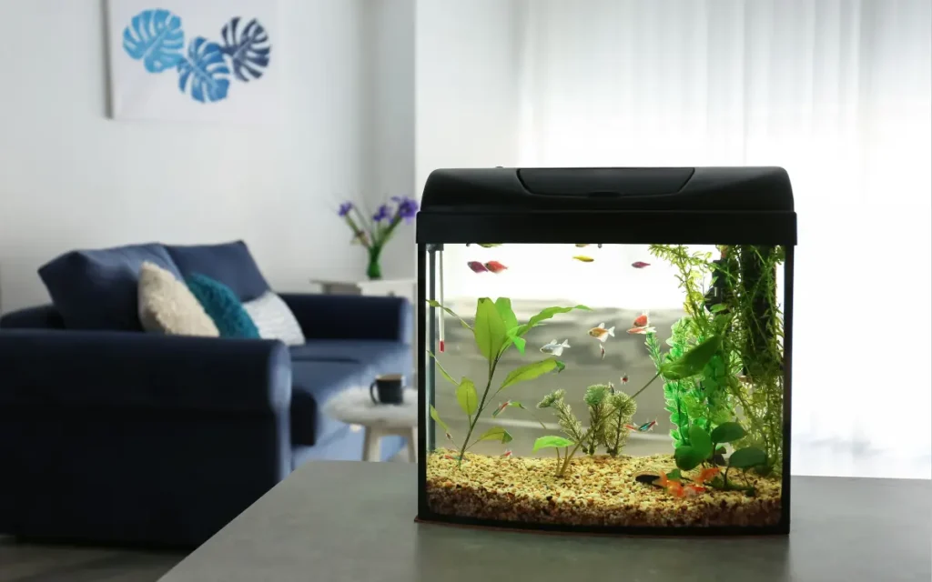 Which Fish Tank Size Should I Choose