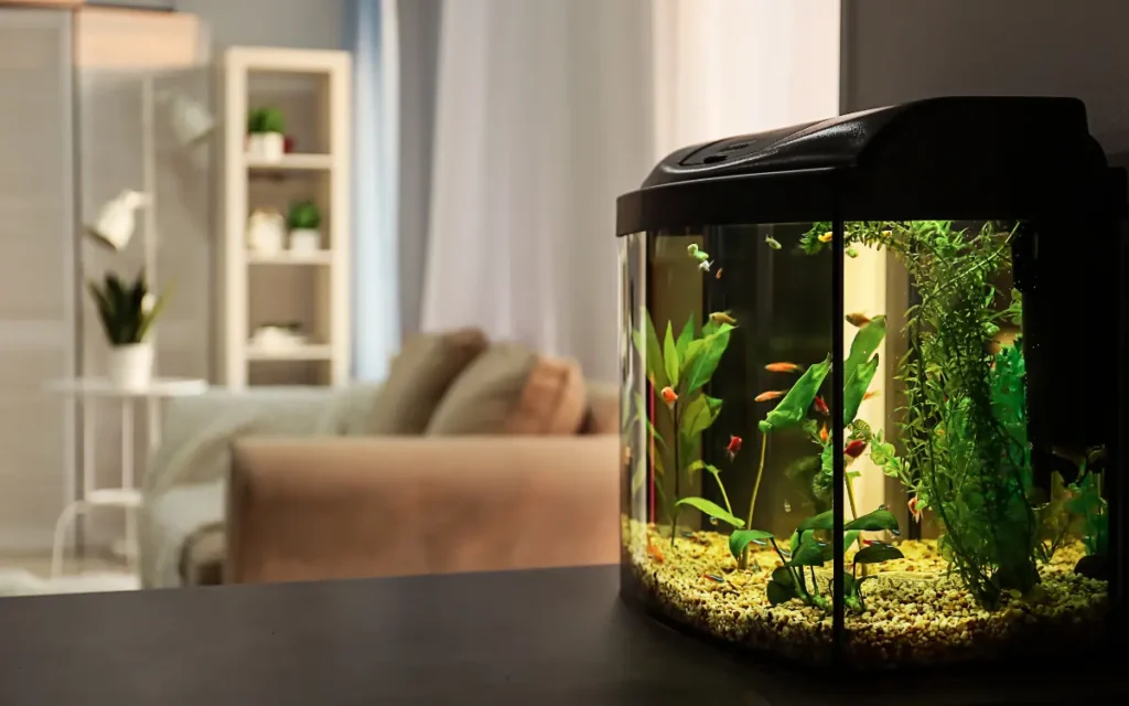 Which Type of Fish Tank Should I Choose