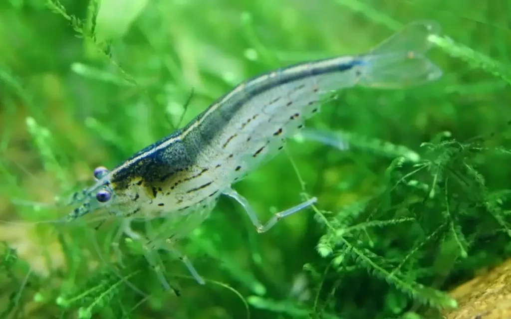 Amano Shrimp