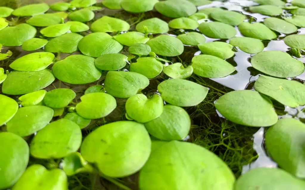 Amazon Frogbit