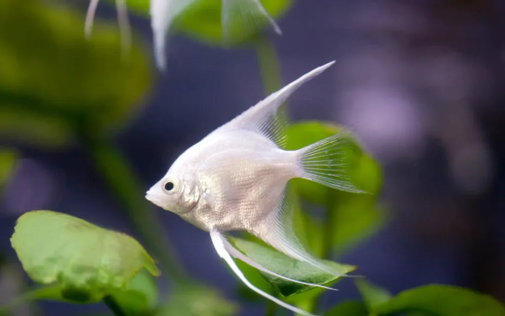 Angel fish on a aquariums