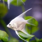 Angel-fish-on-a-aquariums