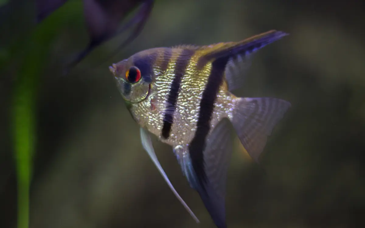 Angelfish