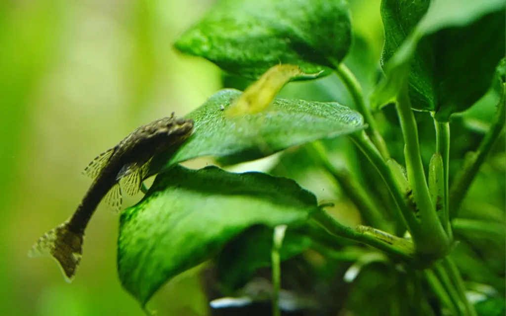 Anubias