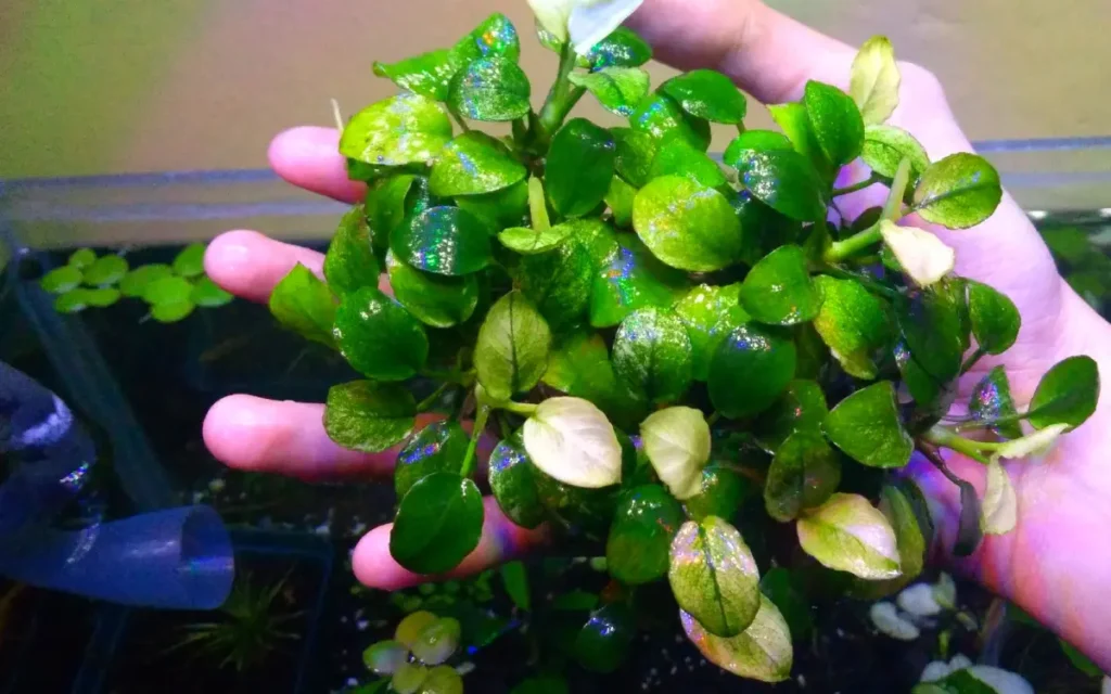 Anubias Nana