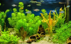 Best Freshwater Aquarium Fish ### Introduction New to aquariums? This guide covers 12 freshwater fish that are perfect for beginners—hardy, peaceful, and easy to care for. These species can handle a few mistakes, adapt to different water conditions, and thrive in smaller tanks. Whether you're starting a 10-gallon setup or a planted community tank, these fish make a stress-free first choice. --- ### What Makes a Fish Beginner-Friendly? Beginner-friendly fish are known for their: * Tolerance to water fluctuations * Calm temperament * Compatibility with other peaceful fish * Easy feeding habits (flakes, pellets, etc.) * No need for large or specialized tanks ➡️ Tip: Start with a 10–20 gallon tank and avoid aggressive or territorial fish at first. --- ### 12 Best Beginner Freshwater Fish **1. Guppy** Colorful, active, and beginner-proof, guppies are a staple for first-time fishkeepers. They're peaceful, thrive in small groups, and breed easily (sometimes too easily!). ➡️ [Explore Guppy Types →](https://oceanbitez.com/types-of-guppies/) **2. Platy** Platies are hardy and easygoing. They enjoy swimming in groups and come in a variety of bright colors. Great for peaceful community tanks. ➡️ [Platy Fish Guide →](#) **3. Zebra Danio** Known for their energy and toughness, zebra danios are perfect for cycling new tanks. They tolerate a wide range of conditions and like to dart around in groups. ➡️ [Zebra Danio Guide →](#) **4. Corydoras Catfish** Peaceful bottom-dwellers that help keep your tank clean. Keep them in groups of 3 or more and give them soft substrate. ➡️ [Cory Catfish Care →](#) **5. Molly** Adaptable to various water conditions (even brackish), mollies are lively and great for community aquariums. ➡️ [Molly Fish Care Guide →](#) **6. Swordtail** Easy to care for and great in peaceful groups. Males have a signature sword-like tail and love swimming space. ➡️ [Swordtail Fish Guide →](#) **7. Betta Fish** Low-maintenance and visually stunning. Best kept alone or with very peaceful tank mates like snails or Corydoras. ➡️ [Full Betta Fish Care Guide →](#) **8. Neon Tetra** Small and peaceful, neon tetras love to school and light up a planted tank. Keep them in groups of 6 or more. ➡️ [Neon Tetra Care Guide →](https://oceanbitez.com/neon-tetras/) **9. Harlequin Rasbora** A calm and schooling species that fits right into community setups. Easy to feed and care for. ➡️ [Harlequin Rasbora Guide →](#) **10. Dwarf Gourami** A gentle and colorful addition to a beginner’s tank. Likes planted environments and peaceful neighbors. ➡️ [Dwarf Gourami Guide →](#) **11. White Cloud Mountain Minnow** Can live in cooler temperatures and is perfect for unheated tanks. Small, peaceful, and easy to care for. ➡️ [White Cloud Minnow Guide →](#) **12. Cherry Barb** Peaceful and social, cherry barbs do well in planted tanks and enjoy being in small groups. ➡️ [Cherry Barb Care →](#) --- ### Sample Beginner Tank Combos **Combo 1: 10–15 Gallon Easy Starter** * 4–6 Guppies * 3 Corydoras Catfish * 1 Nerite Snail **Combo 2: 20 Gallon Planted Community** * 6 Harlequin Rasboras * 6 Neon Tetras * 1 Dwarf Gourami * 3 Otocinclus (optional if algae control is needed) --- ### Beginner Tips for a Successful Aquarium * Cycle your tank before adding fish (ammonia → nitrite → nitrate) * Start with hardy species before delicate ones * Feed small amounts once or twice daily * Do weekly partial water changes (20–30%) * Don’t mix aggressive or fin-nipping species * Use a heater for tropical fish (75–80°F) --- ### Final Thoughts These beginner fish are ideal for getting started in the hobby without frustration. They're low-maintenance, compatible, and fun to watch. Once you’re comfortable, you can explore more advanced species and community combinations. ➡️ Check out our full guide to [Freshwater Aquarium Fish →](https://oceanbitez.com/freshwater-fish/)