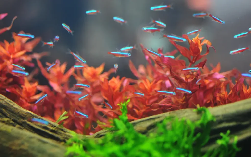 Best Neon Tetra Fish Tank for Beginners