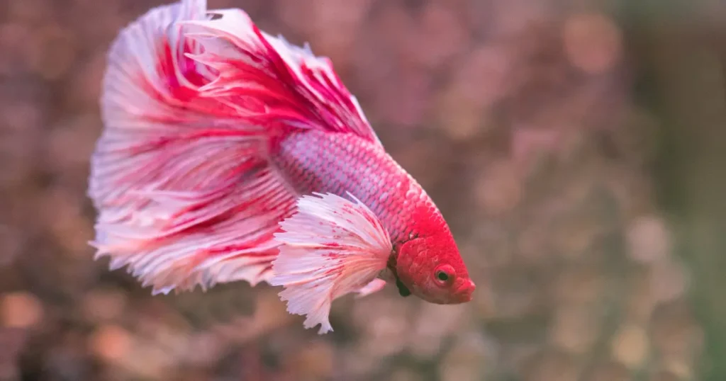 Betta-Fish