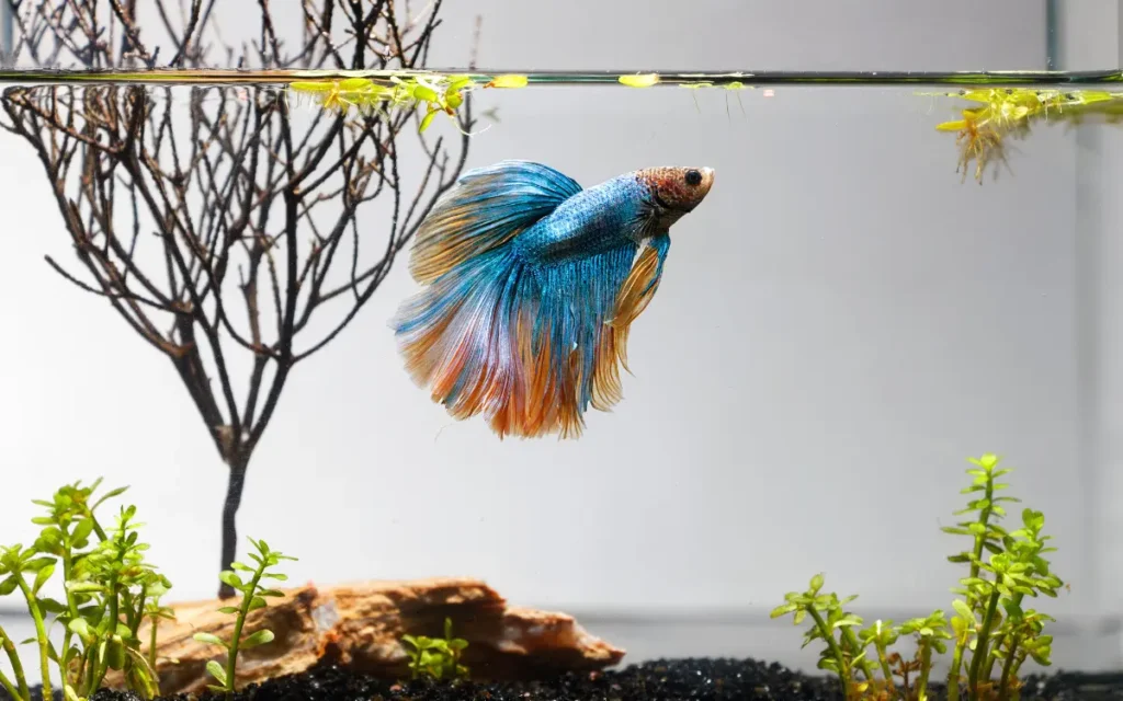 Betta Fish Tank Setup Guides