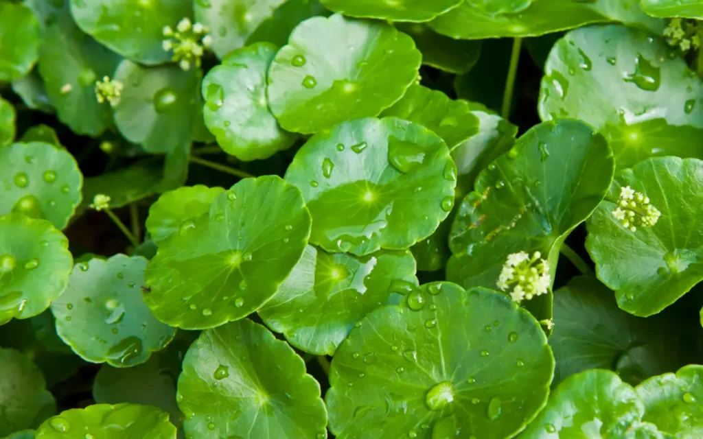 Brazilian Pennywort