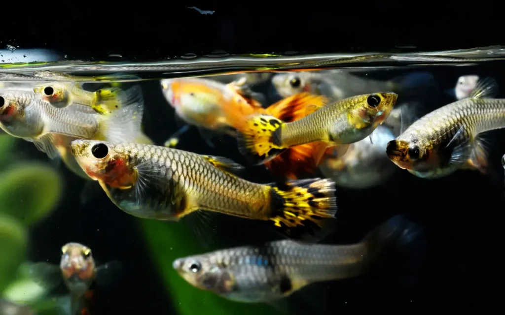 Breeding Guppy Fish