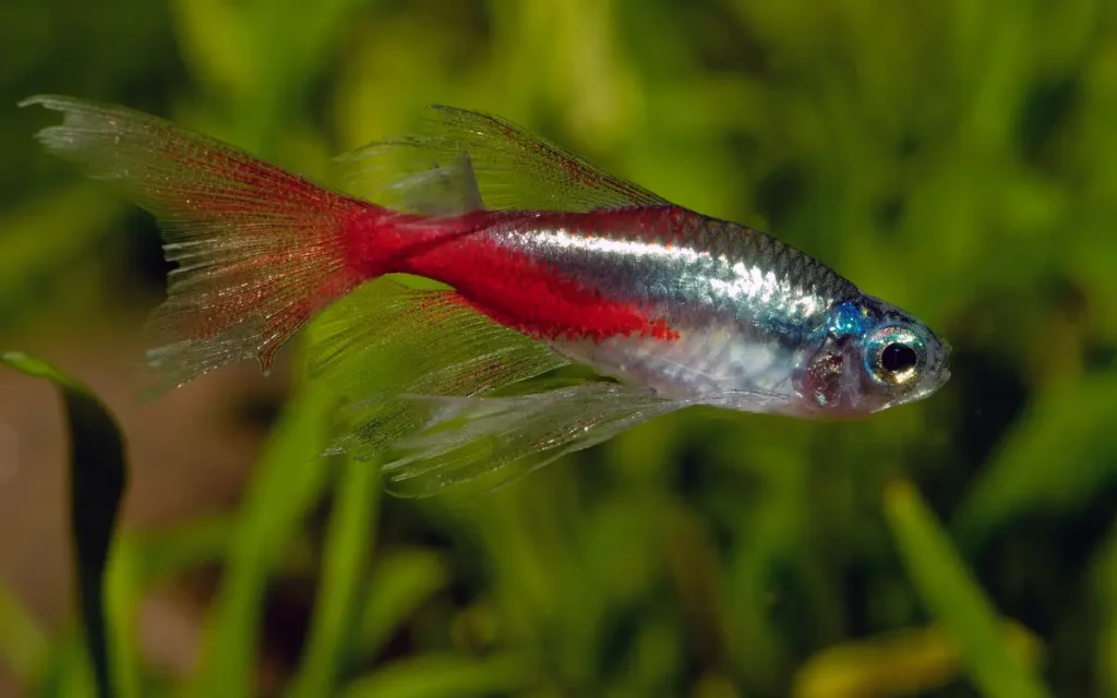 Breeding Neon Tetras Fish