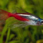 Breeding-Neon-Tetras-Fish