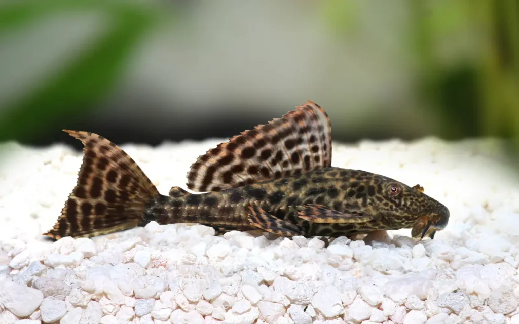 Bristlenose Pleco