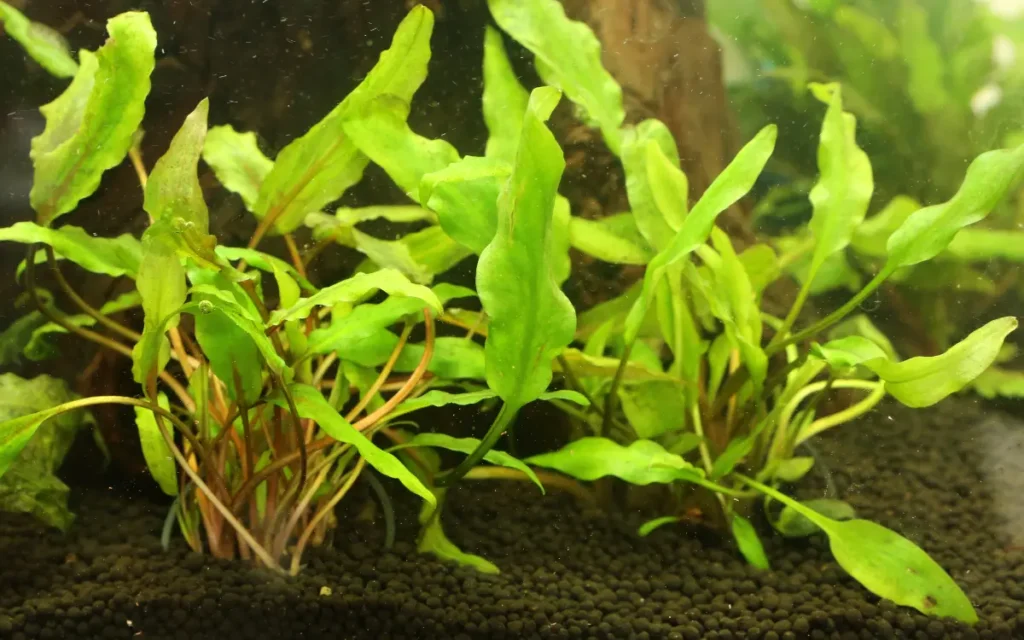 Bucephalandra