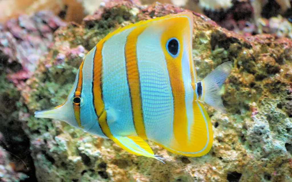 Butterflyfish