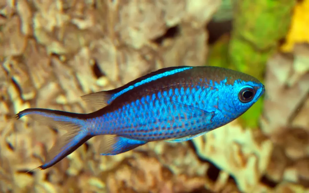 Chromis