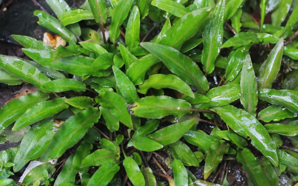 Cryptocoryne Wendtii