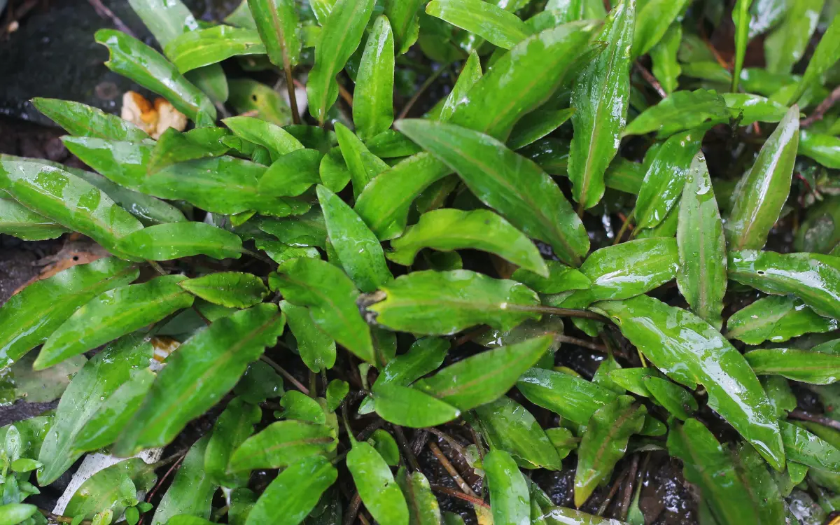 Cryptocoryne