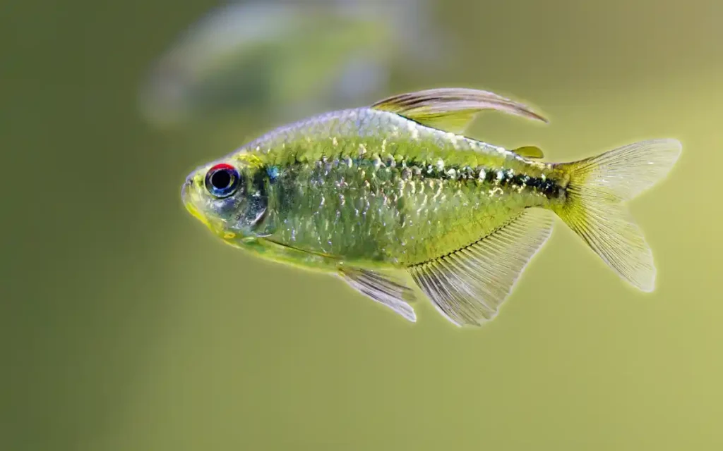 Diamond Tetra