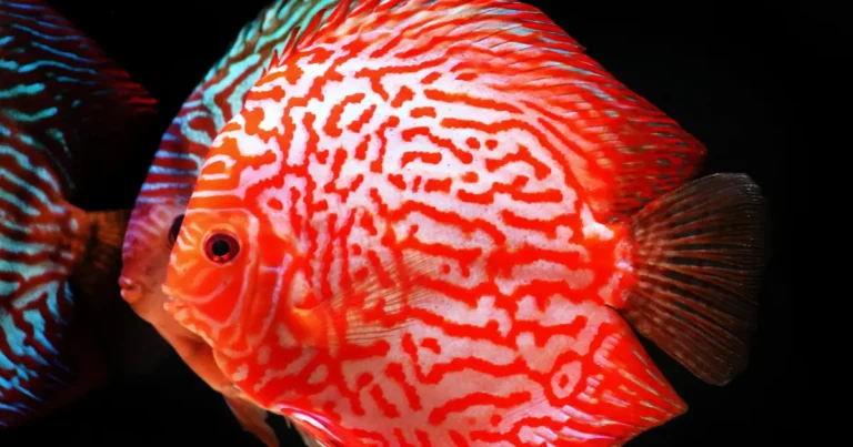 Discus-Fish
