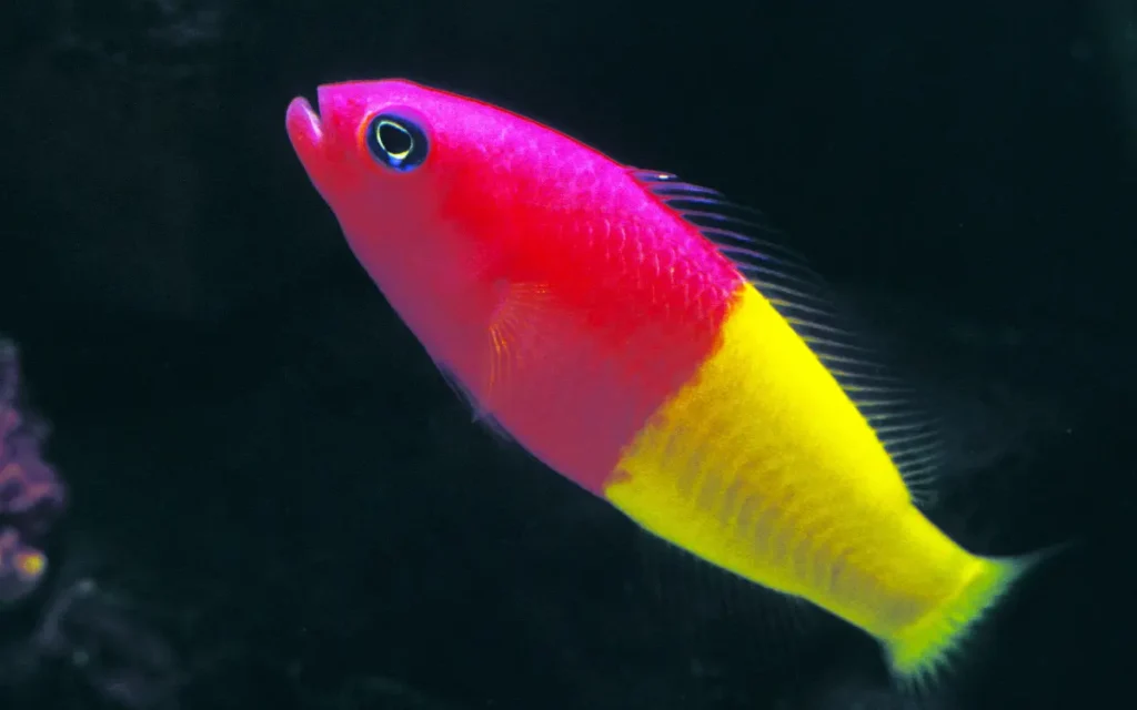 Dottyback