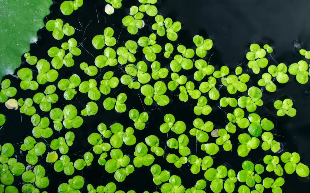 Duckweed