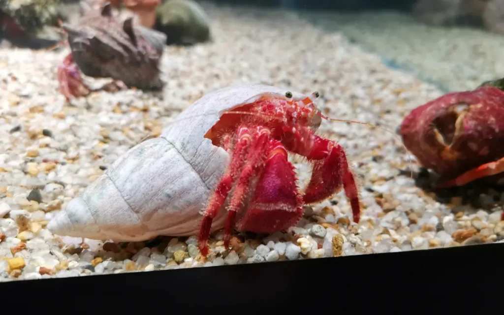 During Molting hermit