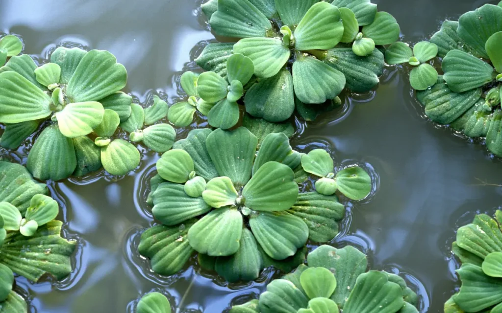 Dwarf Water Lettuce