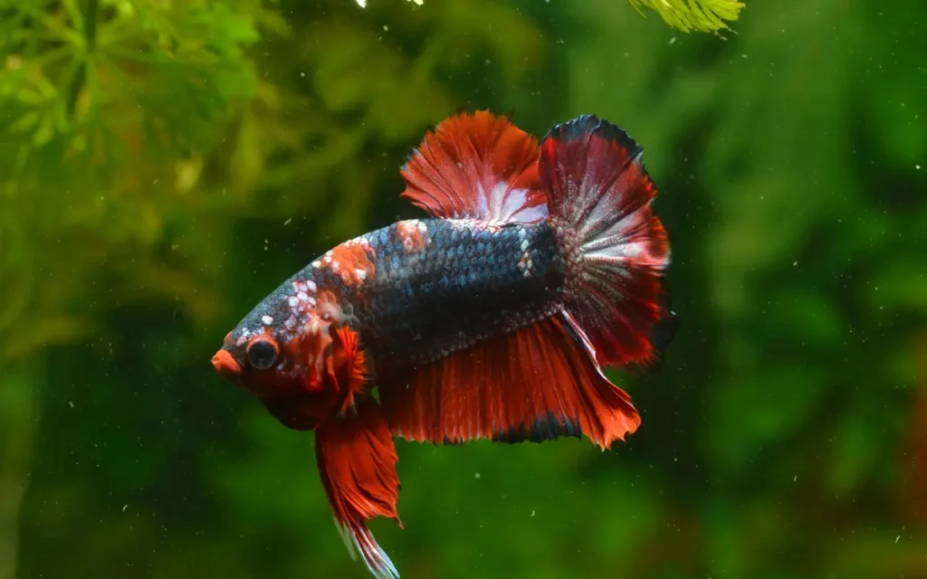 Feeding-Betta-Fish