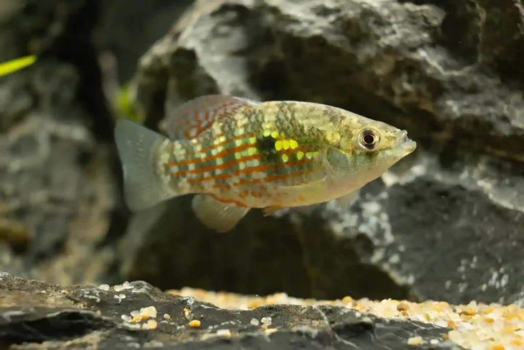 Florida Flagfish