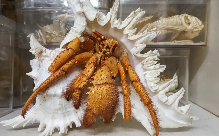 17 Fun Facts About Hermit Crabs That Will Amaze You