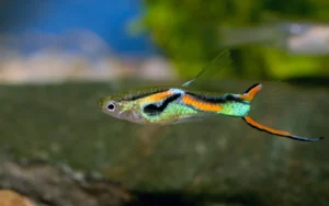 Guppy Fish Care