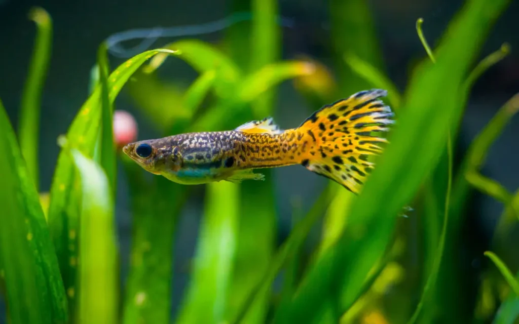 Guppy Fish Care Guide FeedingBreeding Tips