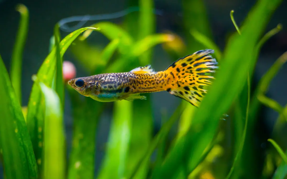 Guppy-Fish-Care-Guide-FeedingBreeding-Tips